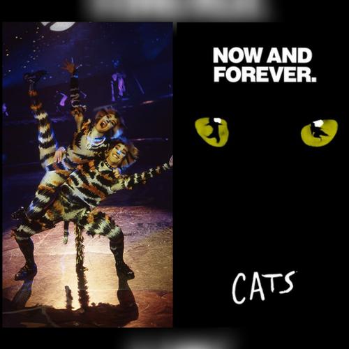 Cats will be streamed online - News The streaming will be for free this weekend